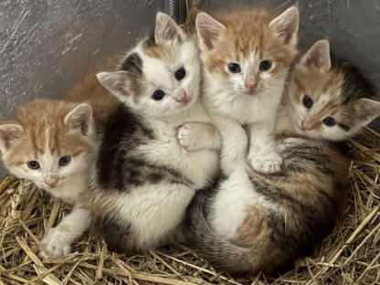Katzenbabys