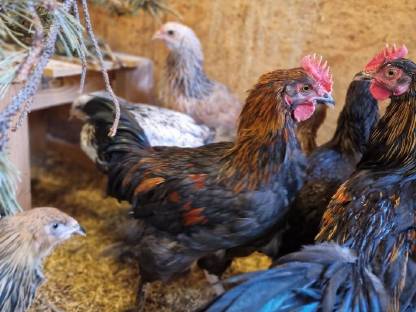 Bild 2:Marans Hähne