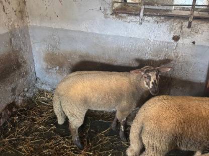 Bild 2:Lämmer zu verkaufen