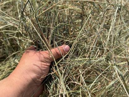 Bild 8:Heu 1. Schnitt