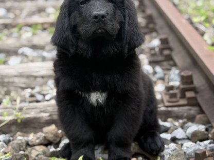 Bild 6:Neufundländer