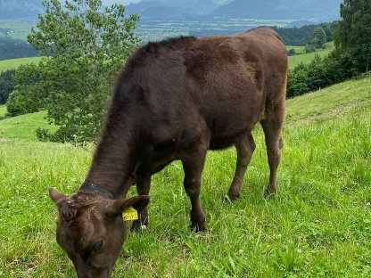 Bild 4:Wagyu Kalb/Jährling 100% Vollblut Herdebuch A/SNP-Typisierung