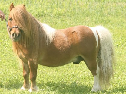 Minipferd (80 cm), 18-jähriger Wallach