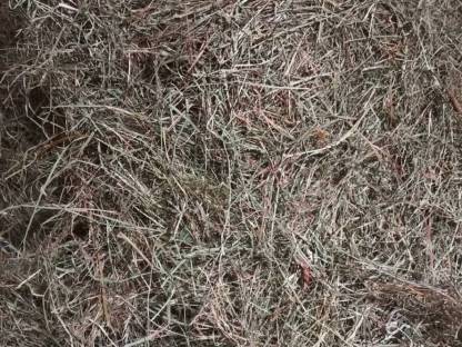 Bild 2:Heu, Heuballen, 1. und 2. Schnitt, Pferdeheu, 1. Schnitt