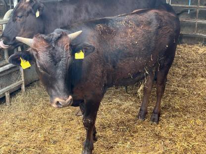 Wagyu Stier, 100%