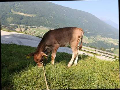 Weibliches Mastkalb