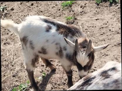 Bild 3:Einen Zwergziegenbock, er ist 7 Monate alt