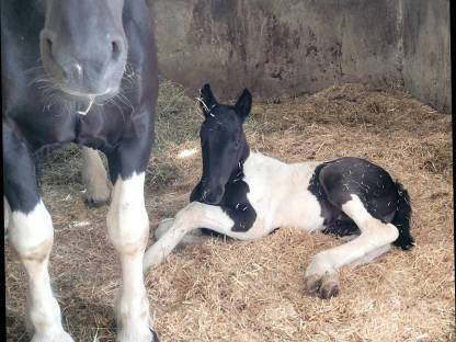 Bild 2:Scheck Hengstfohlen