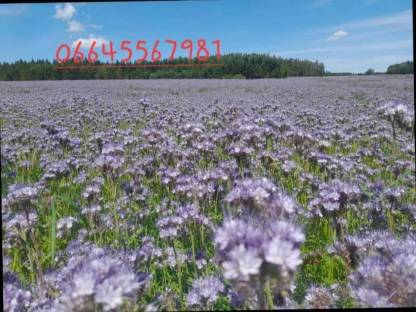 Bild 2:Bio Phacelia