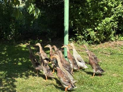 Bild 3:Verkaufe Laufenten