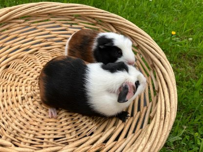 Crested Meerschweinchen