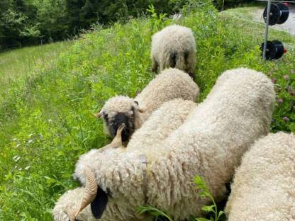 Bild 2:Walliser Schwarznasenschaf
