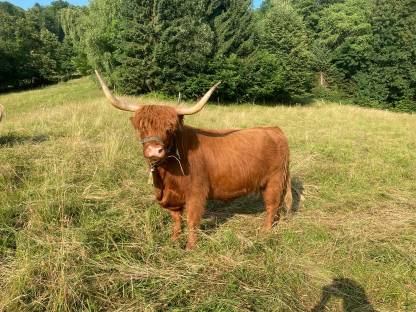 Bild 4:Hochlandrind Kuh
