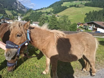 Bild 8:Minishettlandpony