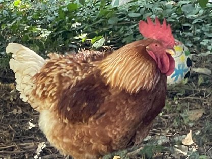 Bild 4:Huhn und Henne