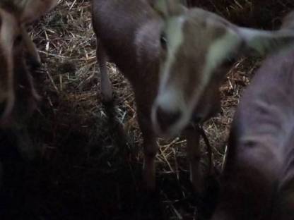 Toggenburger Ziegen und Ziegenbock HB