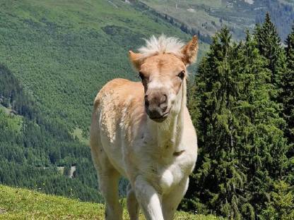 Bild 4:Schönes Haflinger-Stutfohlen