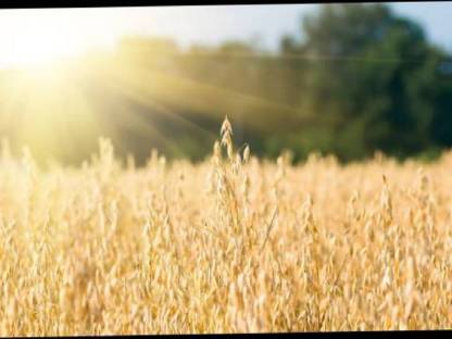 Suche landwirtschaft