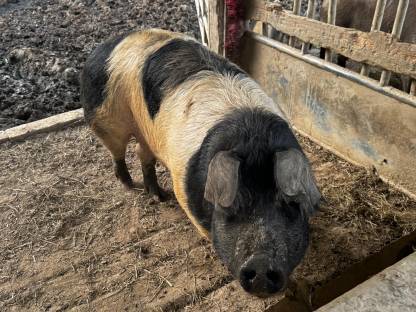 Muttersauen Schwäbisch-Hällisches Landschwein