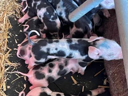 Bild 2:Berkshire x Pietrain Ferkel