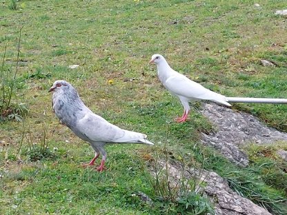 Bild 4:Schlesische Kröpfer Kropftauben
