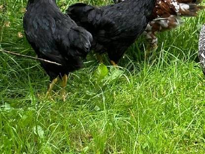 Bild 3:Orloff, Brahma, Indische Kämpfer, Nackthalshühner, Laufenten