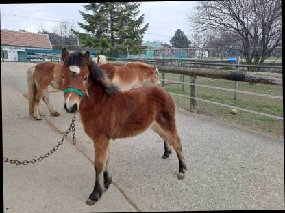 Bild 2:Pony Wallachfohlen zu verkaufen, geb. 7. Juli 24