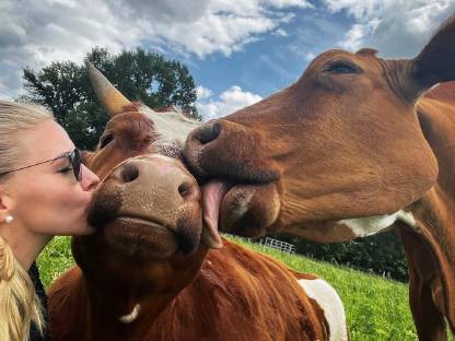 Bild 4:Einstellplatz / Offenstall