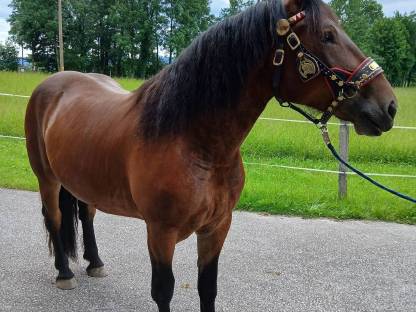 Noriker Stute Larissa