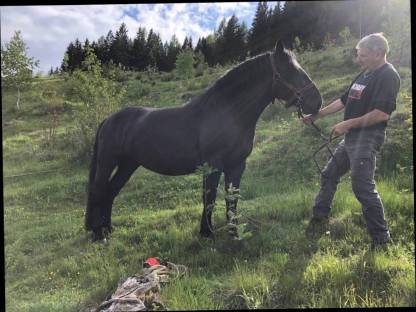 Bild 2:Noriker Stute Granat-Grace