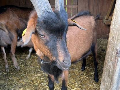 GGZ Ziegenbock ohne HB