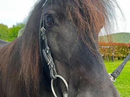Bild 3:Verkaufe wunderschöne Shetlandpony-Stute