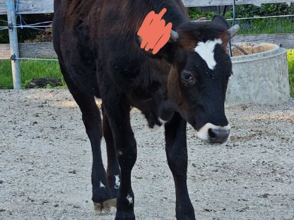 Bild 2:Kalbin JE x ND 15 Monate