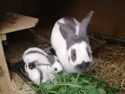 Bild 2:Häsin mit Wurf