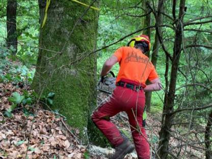 Suche Wochenendjob in der Forstwirtschaft