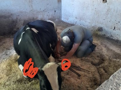 HF Stier 18 Monate