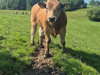 Aubrac-Stier Absetzer
