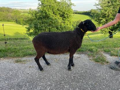 Jura Widder Bio