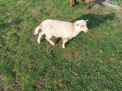 Bild 7:Ouessantschafe