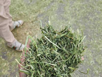 Bild 3:Heu, Klee, heißluftgetrocknet