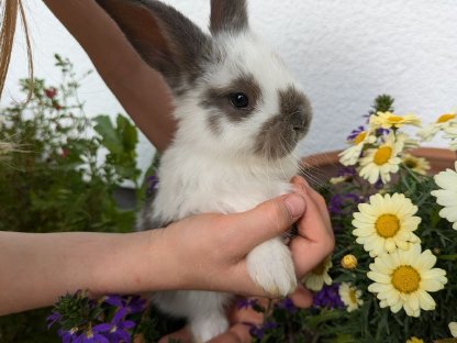 Baby-Hasen zu verschenken