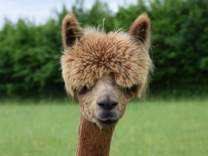 Bild 4:Alpakas
