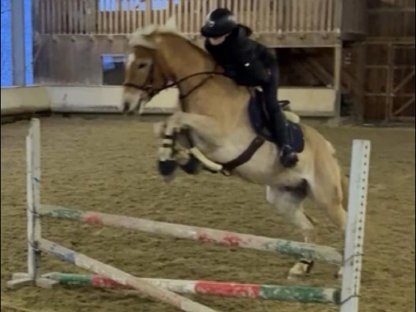 Bild 3:Wunderschöner Sporthaflinger zu verkaufen