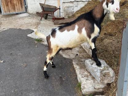 Bild 5:Tauernschecken Jungbock Rocky
