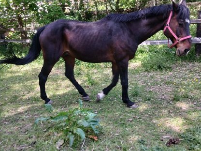 Bild 2:Braver Oldenburger-Wallach 18 J.