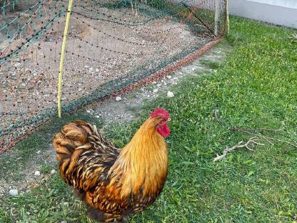 Bild 2:Seidenhühner, Orpington und Buschhühner