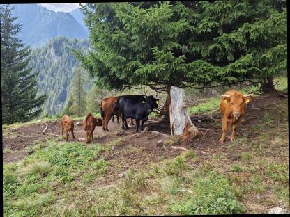 Bild 5:Dexter Rinder