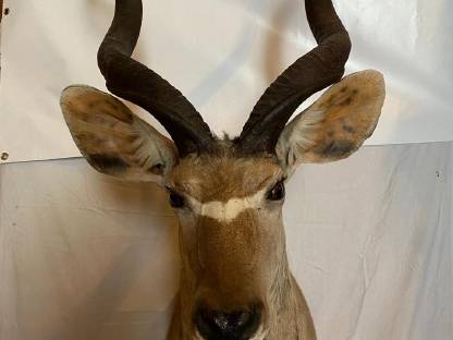 Jagdtrophäen
