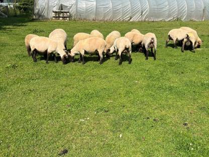Bild 8:Shropshire Lämmer W/M