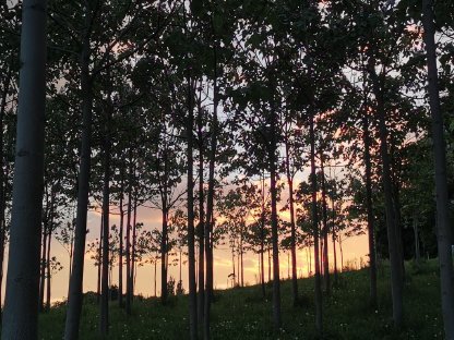 Bild 2:Tag der offenen Plantage